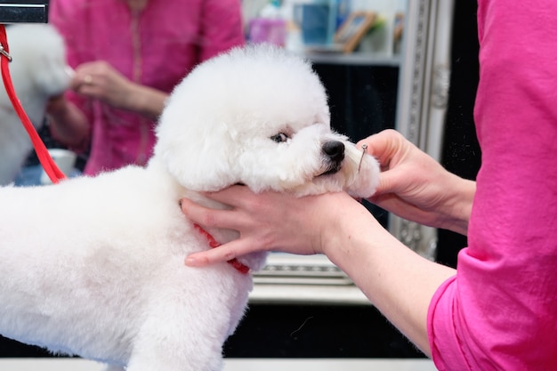 Chien bichon frisé blanc soigné par un toiletteur professionnel à l'aide de produits spéciaux