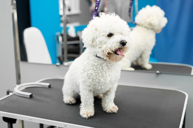 Chien Bichon Frise se dresse sur une table dans une clinique vétérinaire