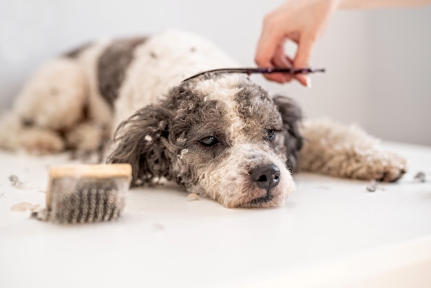 Chien Bichon frisé se faisant couper les cheveux chez le toiletteur