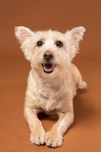 Chien blanc adorable dans un studio