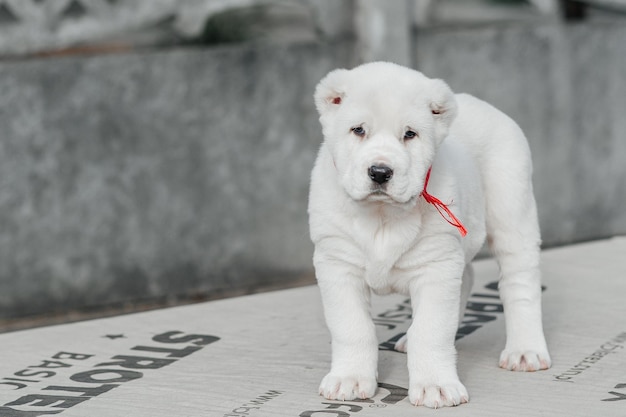 chien blanc alabai