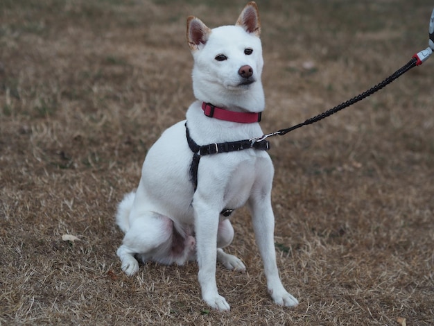 Photo un chien blanc allongé sur la terre.