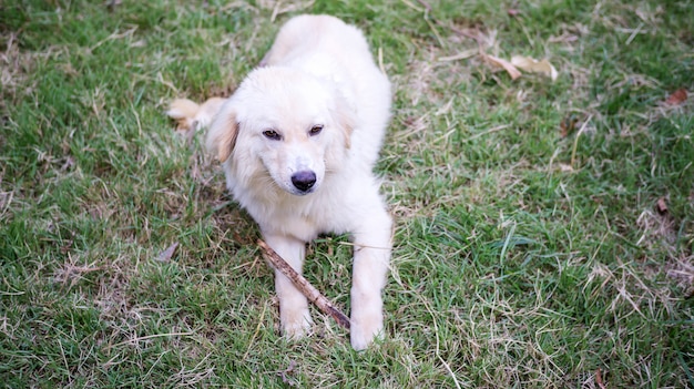 Chien blanc assis sur une herbe.