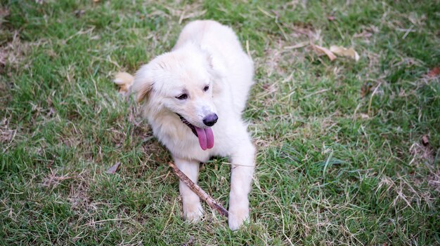 Chien blanc assis sur une herbe.