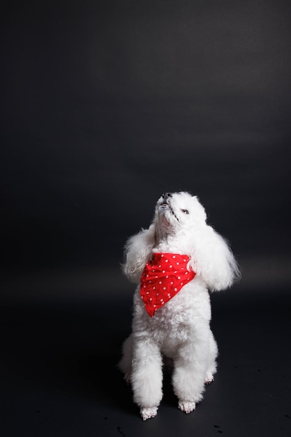 Un chien blanc avec un bandana à pois rouges