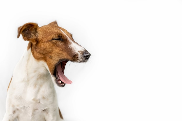 Chien blanc et brun bâillant