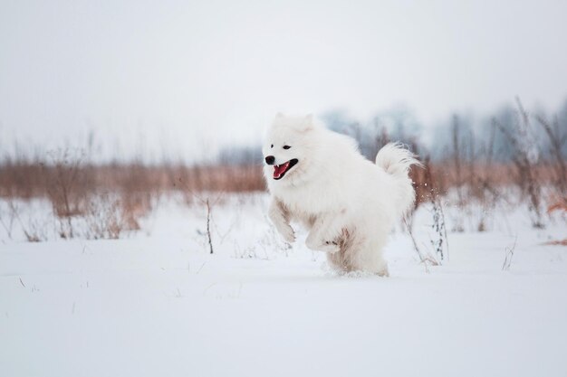 Un chien blanc court dans la neige dans un champ.