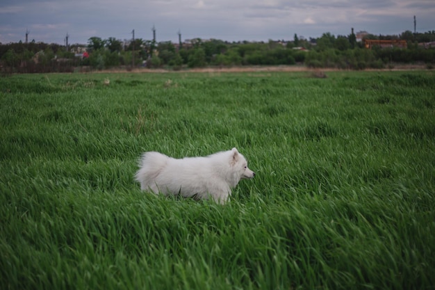 Photo un chien blanc dans un champ d'herbe