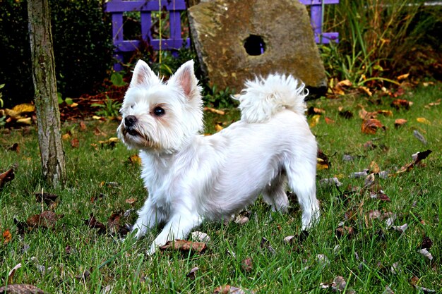 Photo chien blanc dans le champ