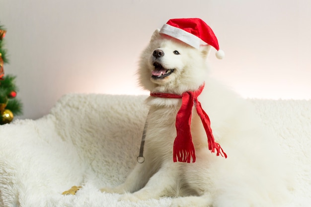 Chien blanc dans une écharpe rouge et un bonnet.