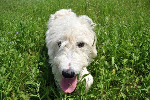 Un chien blanc dans l'herbe verte