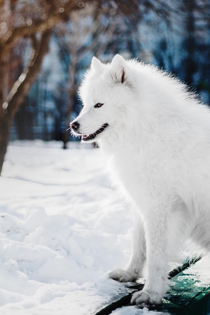 Un chien blanc dans la neige