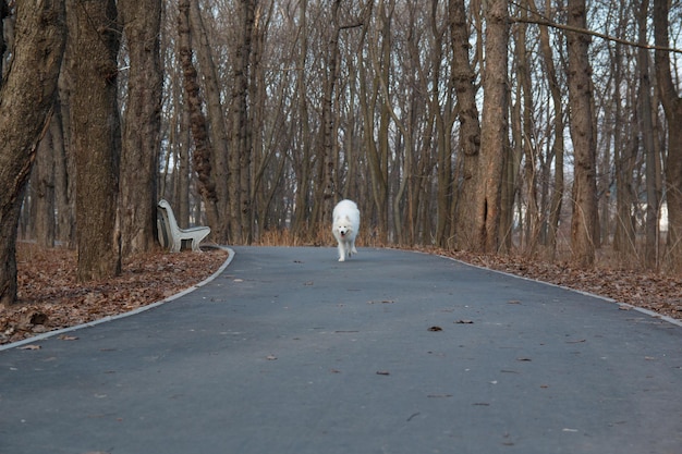 Un chien blanc descend un chemin dans les bois.
