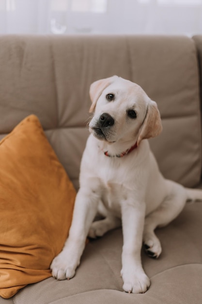 Chien blanc est assis sur un canapé gris. animal écoute le propriétaire. Photo de haute qualité