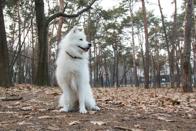 Un chien blanc est assis dans les bois avec le mot samoyède sur le collier