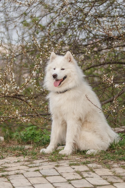 Un chien blanc est assis dans l'herbe avec un collier noir et un collier noir.