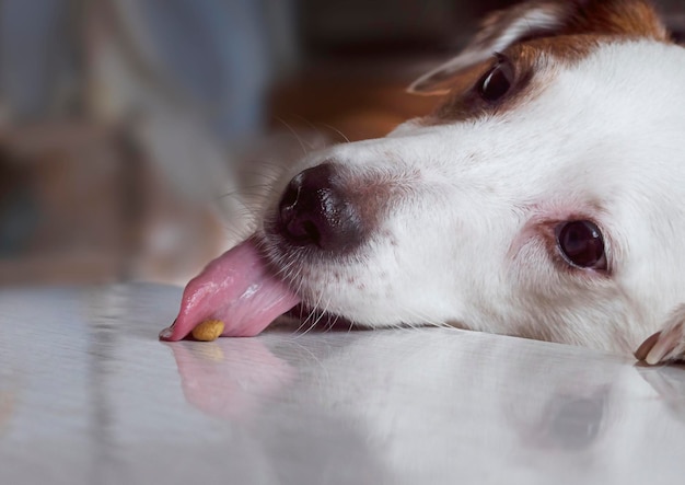 Un chien blanc lèche une friandise sur la table