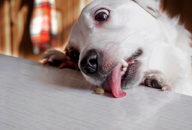 Un chien blanc lèche une friandise sur la table