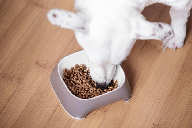 Un chien blanc mange de la nourriture sèche dans un bol