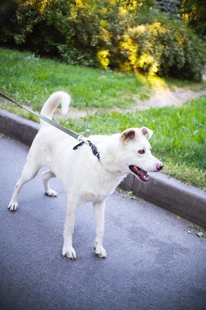 Chien blanc marchant en laisse sur route goudronnée sur fond de verdure.