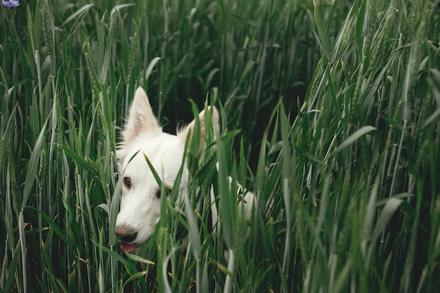 Chien blanc mignon assis dans un champ de blé Portrait de jeune chien drôle parmi les épis de blé vert et les tiges