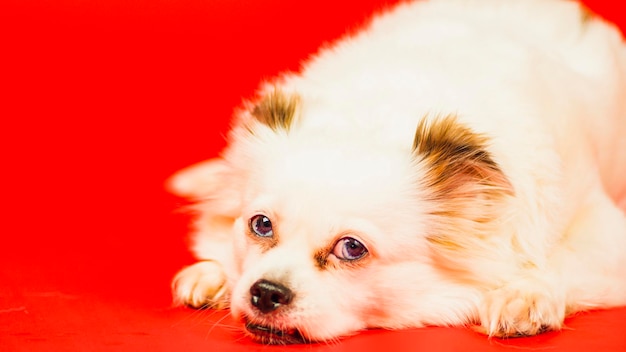 Chien blanc moelleux allongé sur fond rouge Spitz détendu se reposant en studio