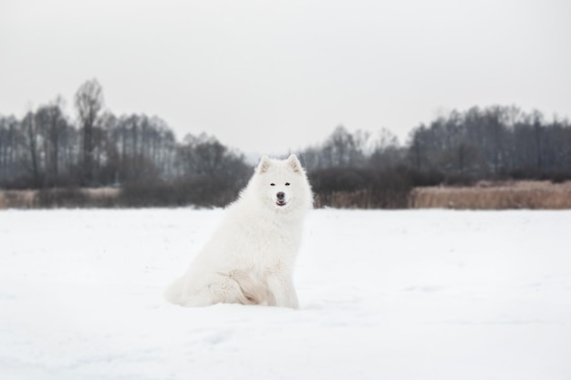 Un chien blanc avec un nez noir est assis dans la neige.