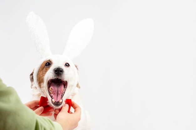 Un chien blanc avec des oreilles de lapin reçoit un papillon rouge