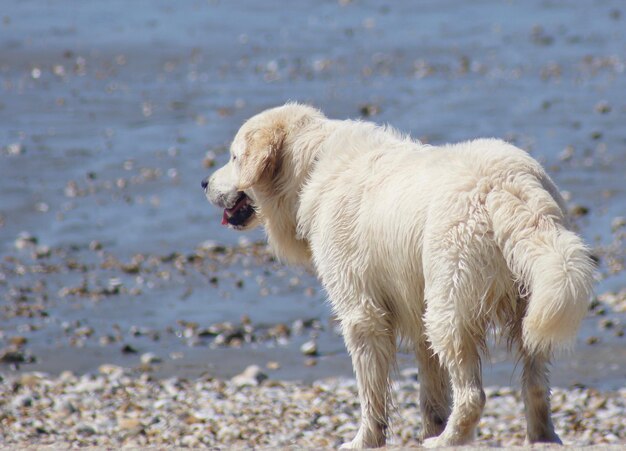 Photo un chien blanc sur la plage.