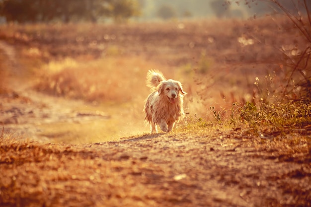 Chien blanc qui court dans le champ