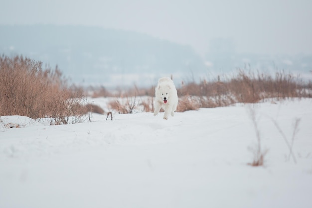 Chien blanc qui court dans la neige