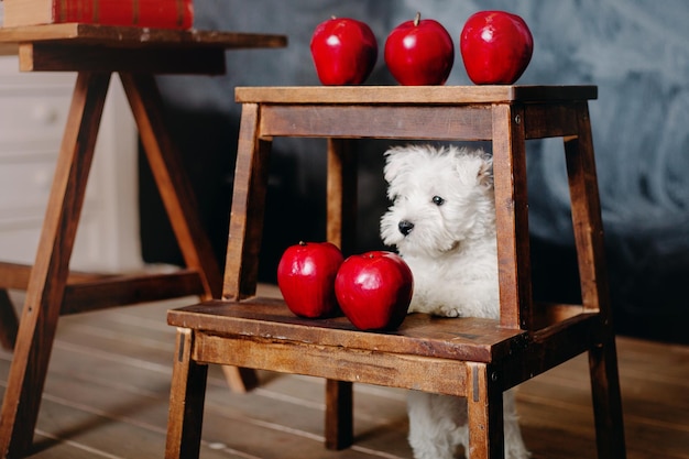 Un chien blanc regarde à travers une étagère avec des pommes dessus.