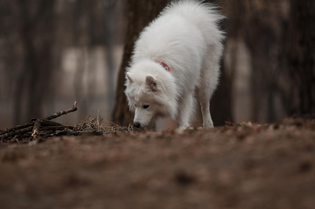 Un chien blanc reniflant un bâton dans les bois