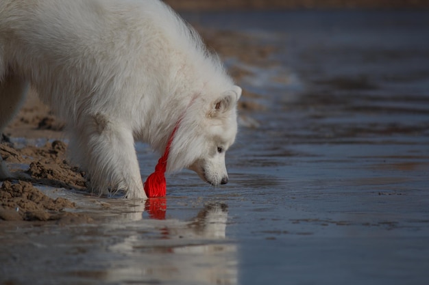 Un chien blanc avec un ruban rouge sur le cou regarde l'eau.