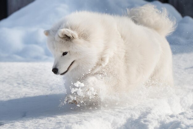 Un chien blanc samoyède court sur la neige dehors.