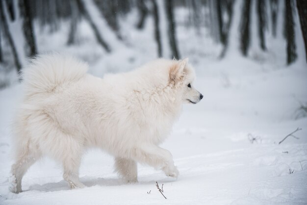 Chien blanc Samoyède court sur la neige à l'extérieur sur fond d'hiver