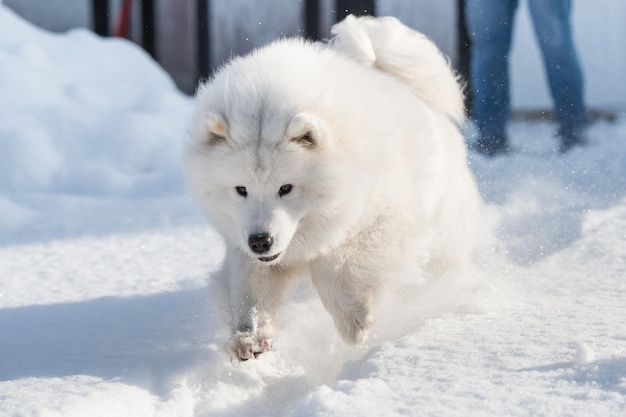 Chien blanc Samoyède court sur la neige à l'extérieur