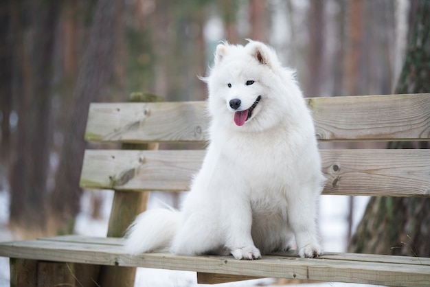 Chien blanc Samoyède est assis dans la forêt d'hiver sur un banc