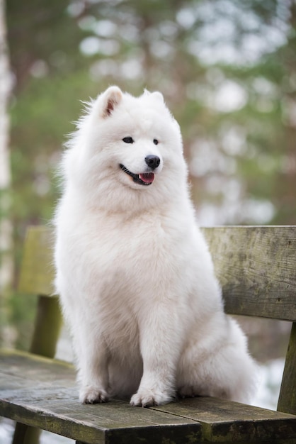 Chien blanc Samoyède est assis dans la forêt d'hiver sur un banc