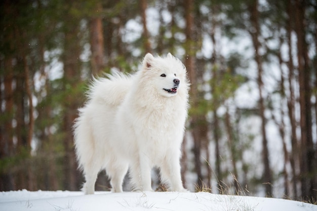 Chien blanc Samoyède est assis dans la forêt d'hiver