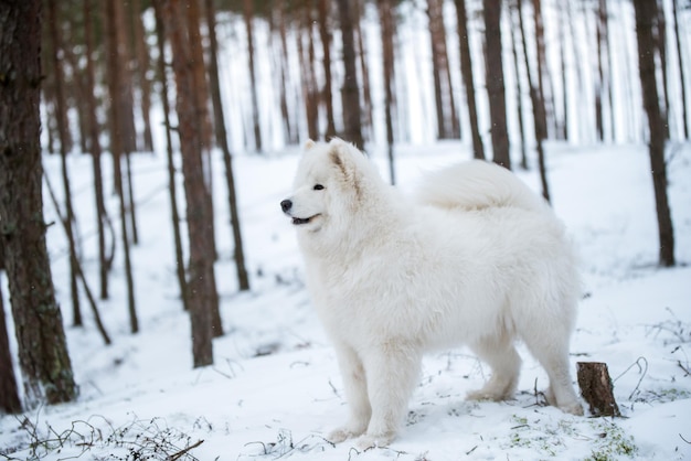 Chien blanc Samoyède est assis dans la forêt d'hiver