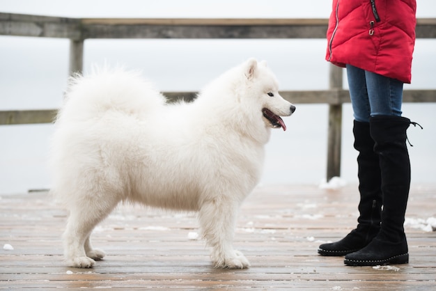 Chien blanc Samoyède est sur chemin de neige route Balta kapa à Saulkrasti, Lettonie