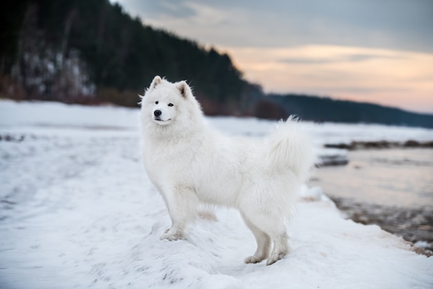 Chien blanc Samoyède est sur la plage de neige Saulkrasti en Lettonie