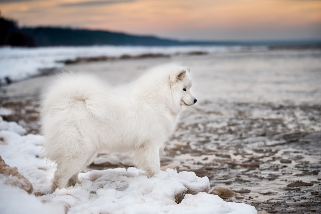 Chien blanc Samoyède est sur la plage de neige Saulkrasti en Lettonie