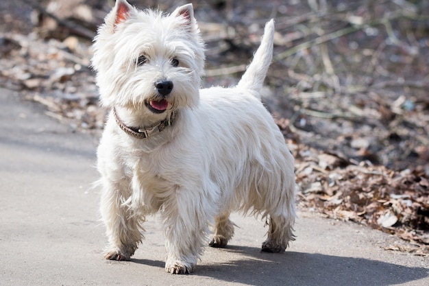 Chien blanc, sauter, dans parc