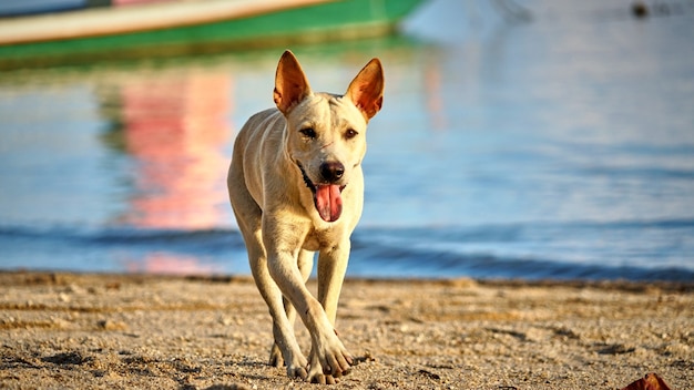 Un chien blanc se promène sur la plage. Koh Phangan. Thaïlande