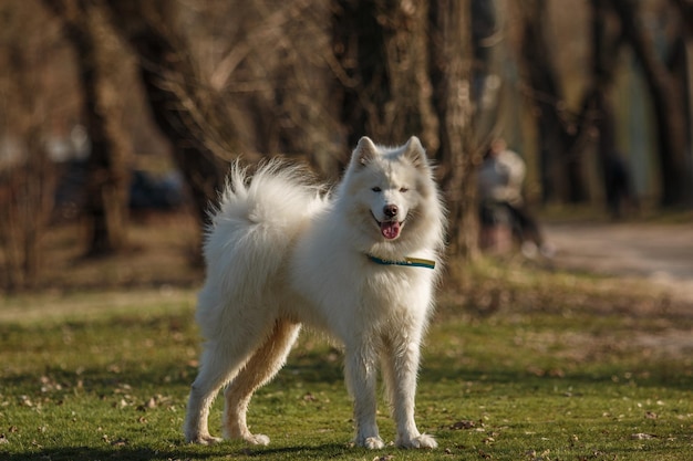 Un chien blanc se tient dans un parc