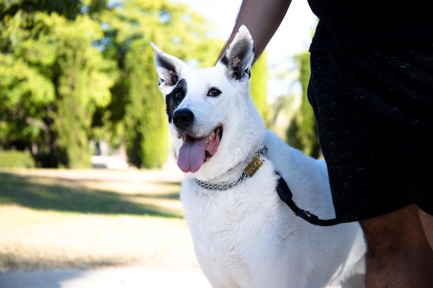 Un chien blanc avec une tache noire sur un œil tenant une corde est un chien de race mixte.