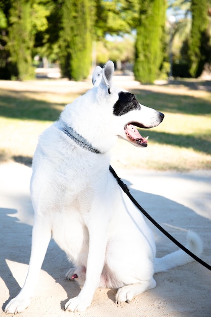 Un chien blanc avec une tache noire sur un œil tenant une corde est un chien de race mixte.