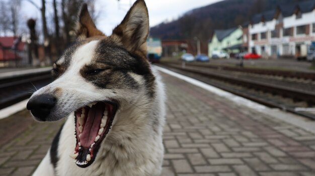 Chien blanc avec des taches noires. chien joueur et affamé dans une gare de banlieue au milieu des voies ferrées et d'un parapet de la gare, un chien errant suit le train.